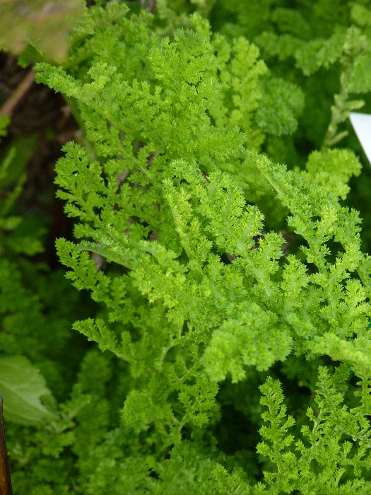 Tanacetum vulgare 'Crispum' feuille